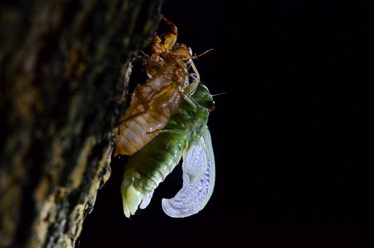 金蝉养殖|金蝉在地下如何感知黑夜，为什么它们到了晚上才爬出来？
