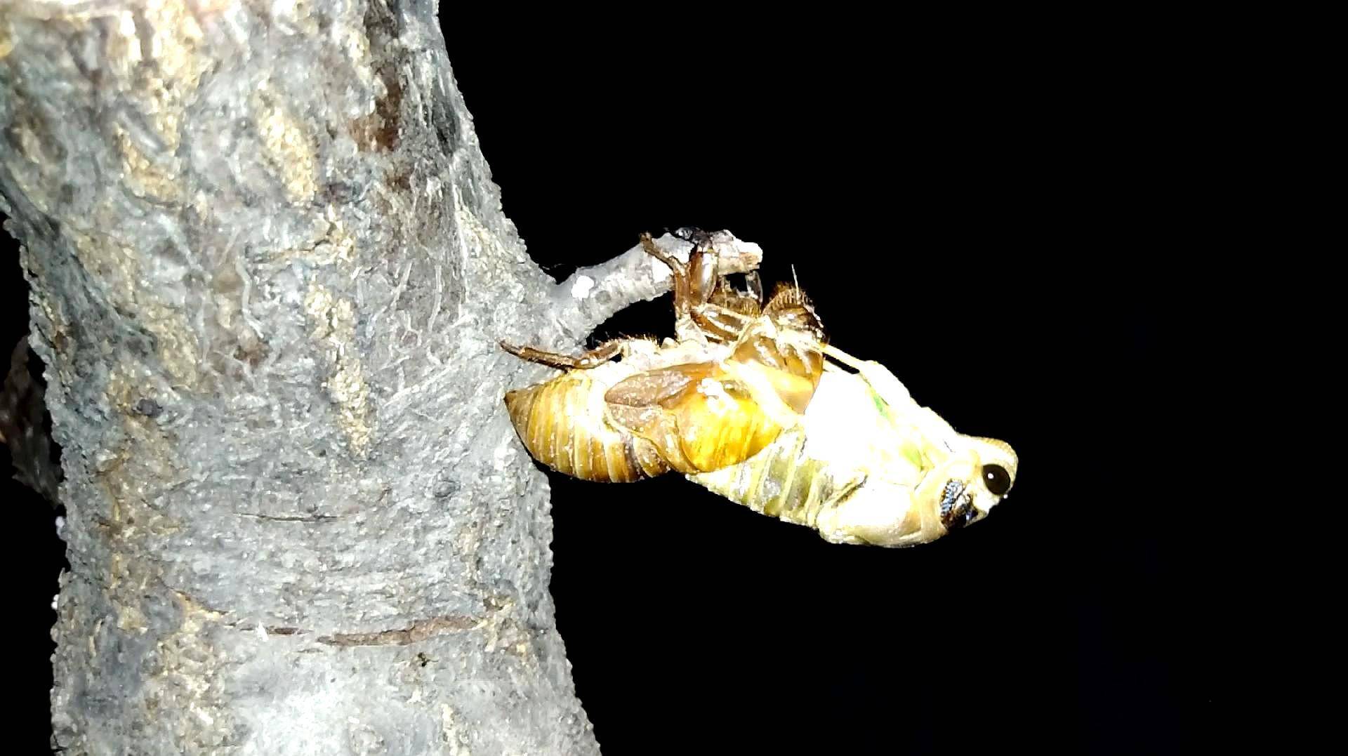 金蝉养殖|金蝉在地下如何感知黑夜，为什么它们到了晚上才爬出来？