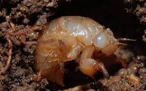 金蝉养殖|金蝉在地下如何感知黑夜，为什么它们到了晚上才爬出来？