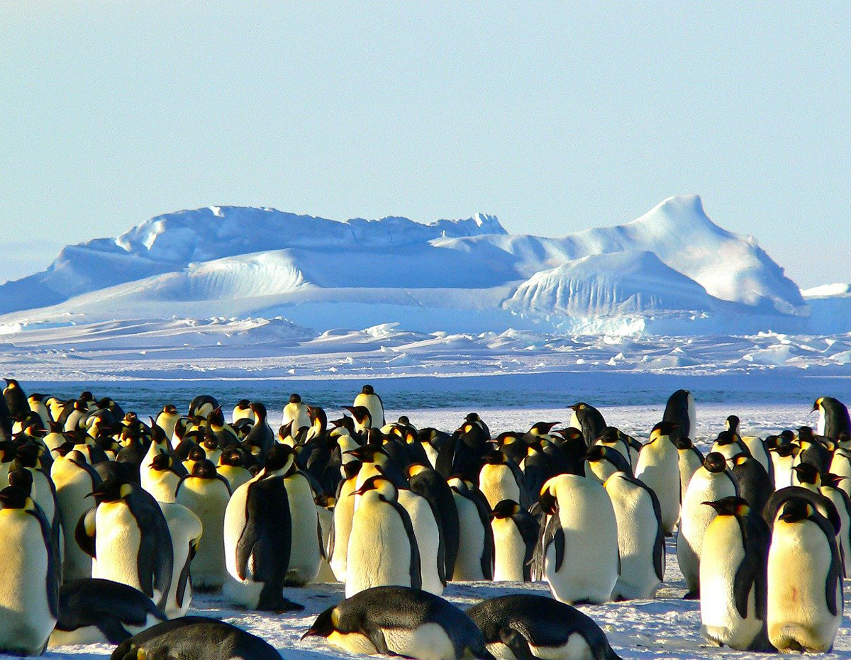 南极|当南极的雪生藻类越来越多，我们开始忧虑，南极会不会越来越热？