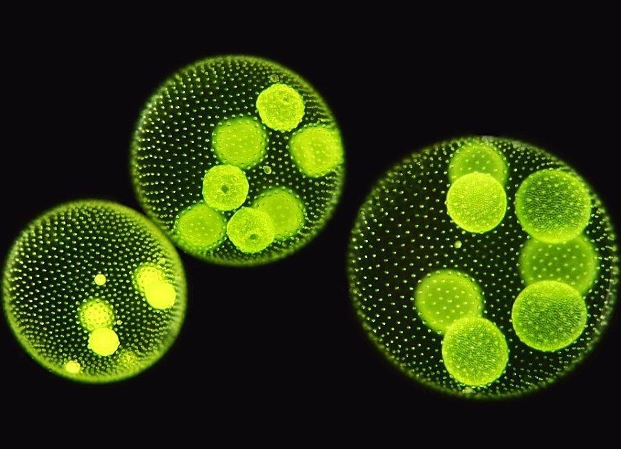 南极|当南极的雪生藻类越来越多，我们开始忧虑，南极会不会越来越热？