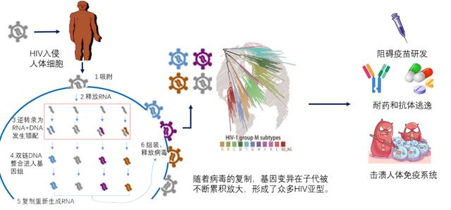 艾滋病|变形金刚—艾滋病病毒