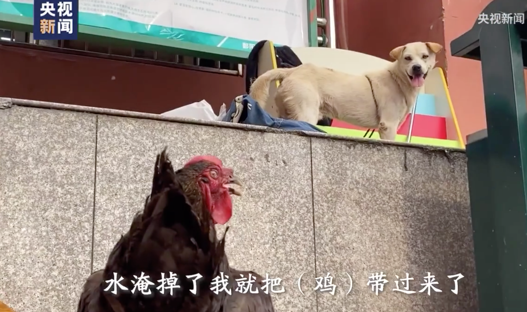 视觉志|因洪水无家可归的人，终于说出了真相。｜百家故事