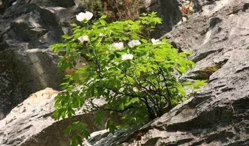 巢湖银屏牡丹预测水灾是真的吗今年银屏牡丹开了几朵