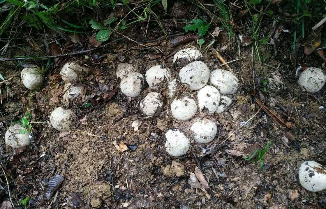 眼镜王蛇|眼镜王蛇是体型最大的毒蛇，它们毒性有多大？