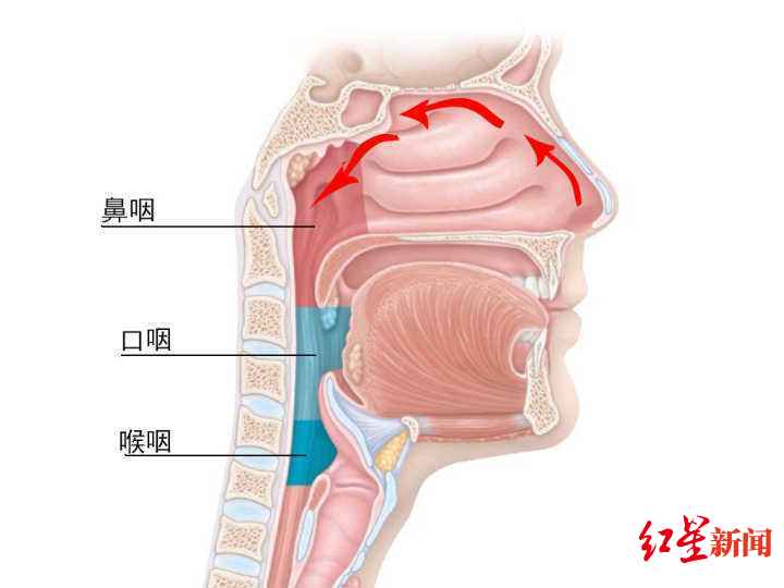 婴幼儿护理|积木塞进鼻孔，钢珠掉进耳道……医生：异物入耳鼻喉，家长切忌盲目钳夹