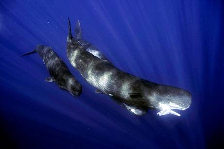 巨型海怪大王乌贼体长20米为什么沦为了抹香鲸的盘中餐