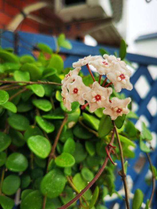 养花|家里光照不好，就养5种花，一开花就成花帘子