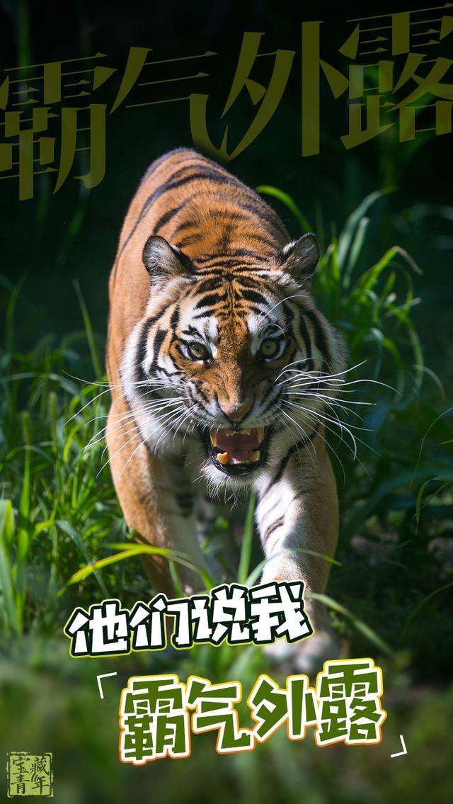 |嗷呜~嗷呜~嗷呜