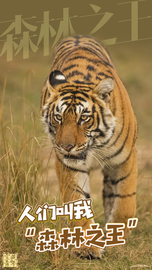 |嗷呜~嗷呜~嗷呜