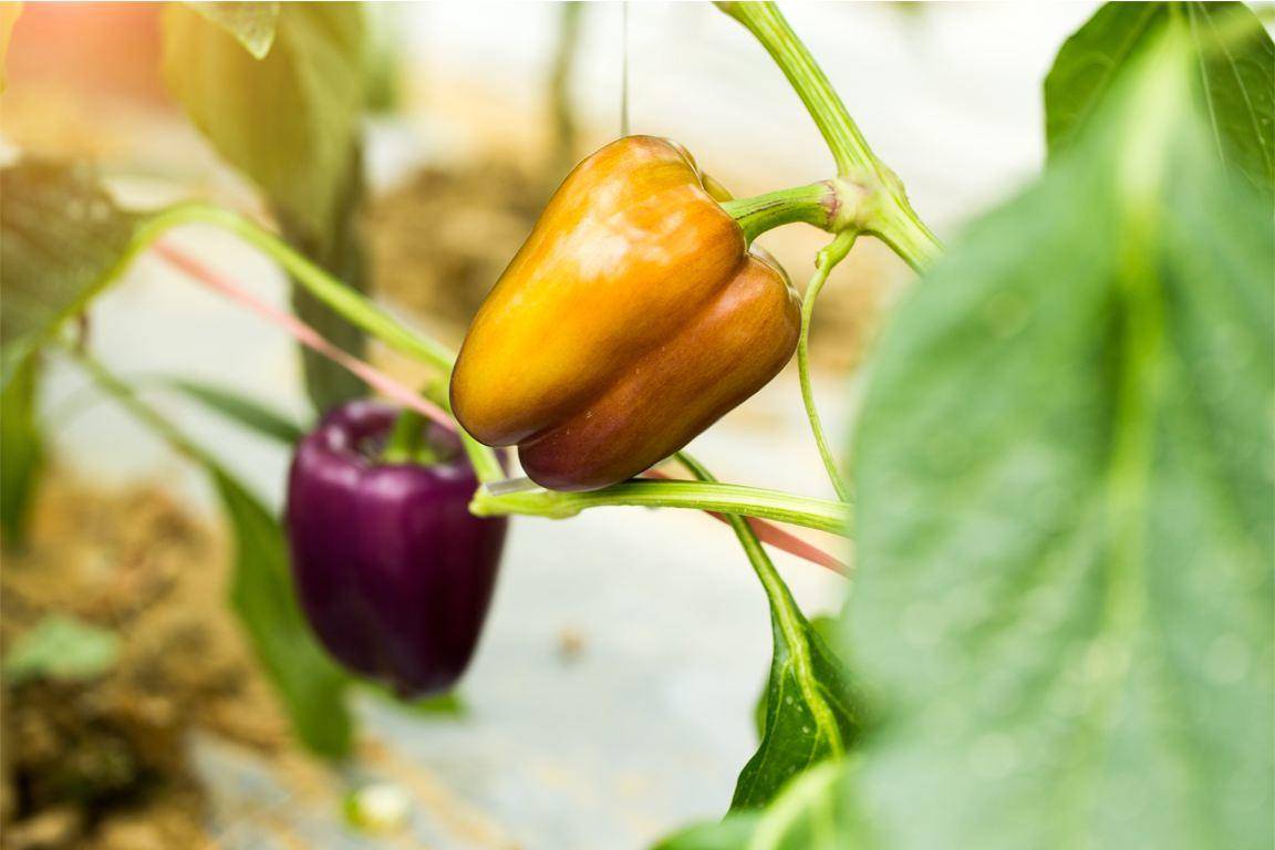 科学|生物还在进化吗？为什么感受不到新物种的诞生？