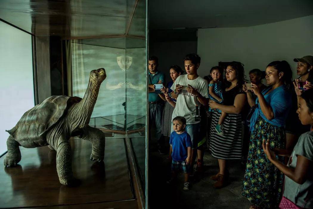 象龟|什么是回交，动物回交有伦理道德吗？