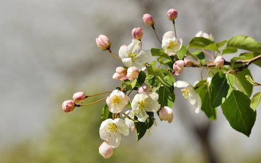 象龟|什么是回交，动物回交有伦理道德吗？