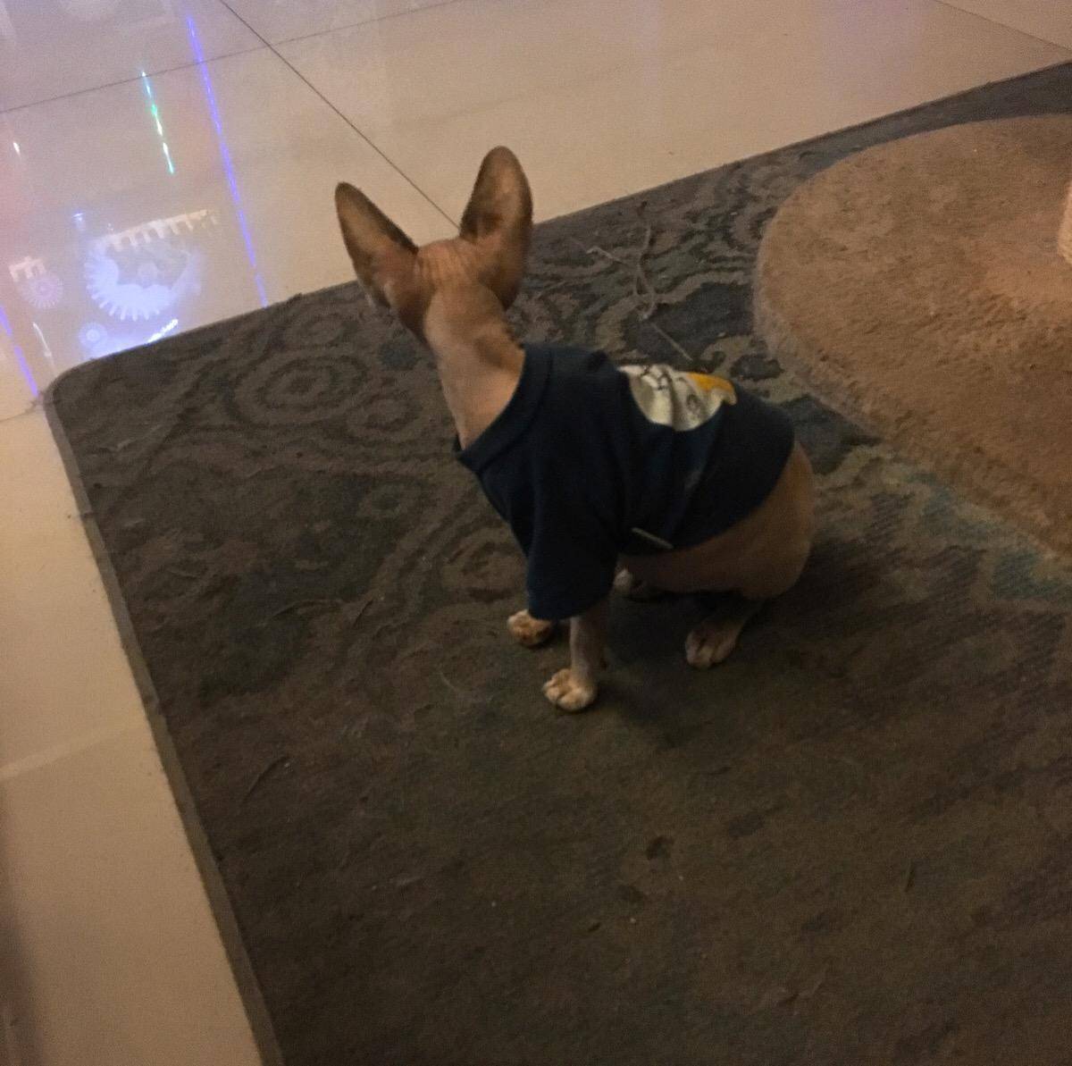 象龟|什么是回交，动物回交有伦理道德吗？