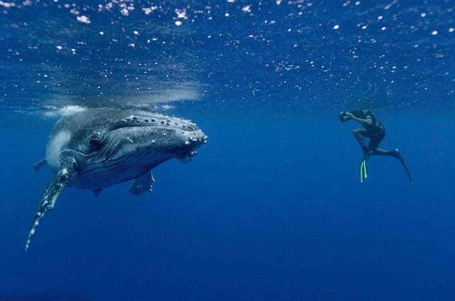 鲸鱼|澳大利亚女子体验与鲸同游 却被一尾巴拍断多根肋骨