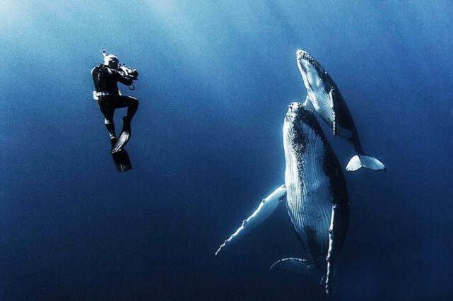 鲸鱼|澳大利亚女子体验与鲸同游 却被一尾巴拍断多根肋骨