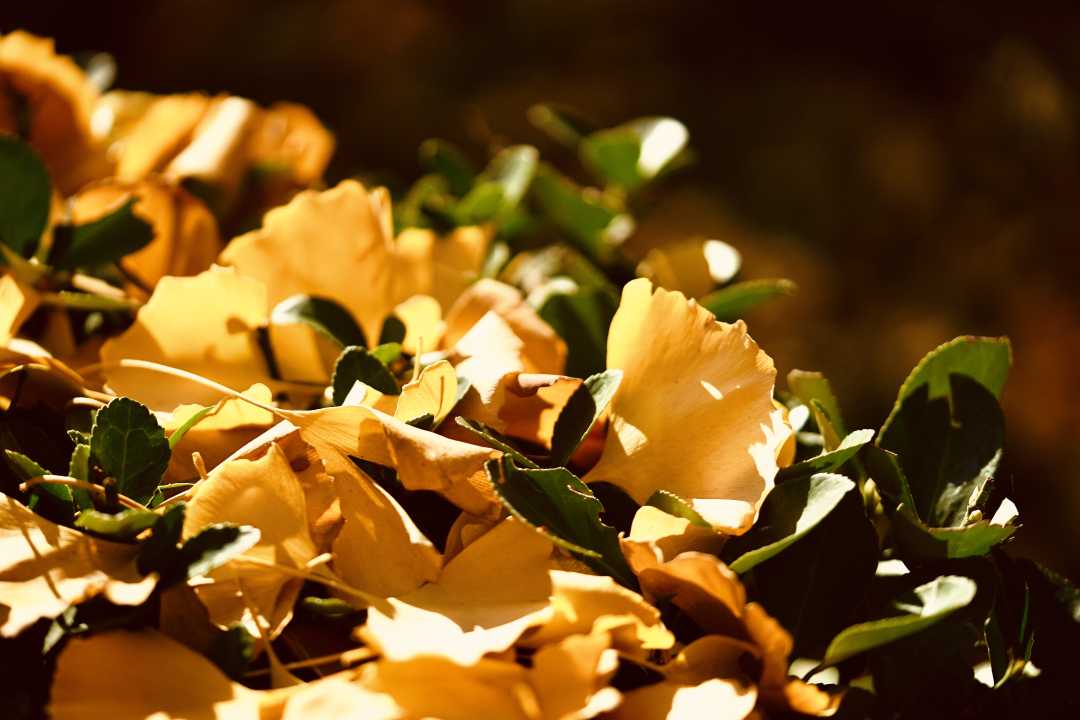 立秋|后天“立秋”啦！别忘“咬秋”“贴秋膘”