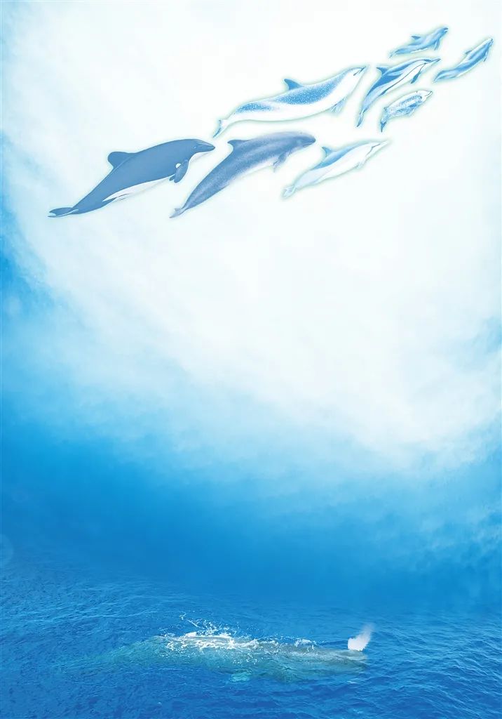 海豚|今天,带你认识一群梦幻般的“邻居”!