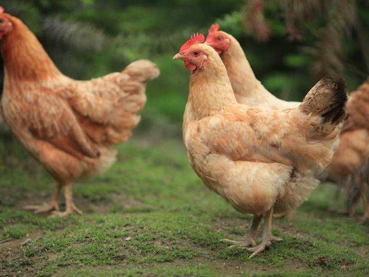 食草动物|为什么人类只吃食草动物，而不吃食肉动物？是不好吃吗？