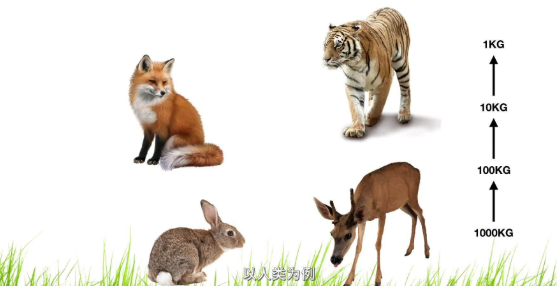 食草动物|为什么人类只吃食草动物，而不吃食肉动物？是不好吃吗？