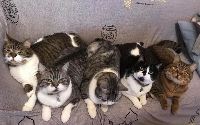 网友家养了那么多只猫咪，先吸哪一只好呢？