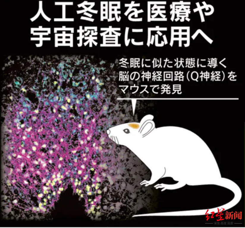 科学|人类或许也能冬眠？科学家在小鼠身上发现“睡眠开关”