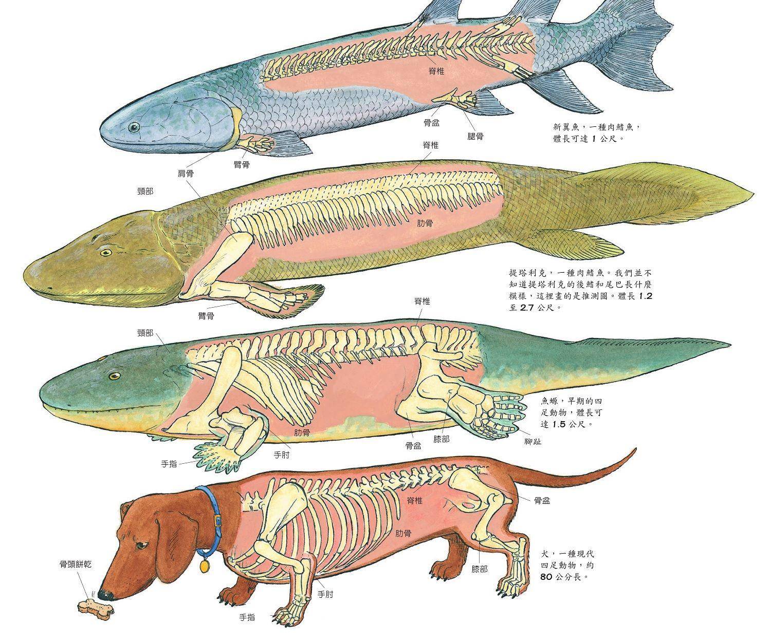 科学|40亿年前的一个细胞，是怎样演化成了如今的人类？