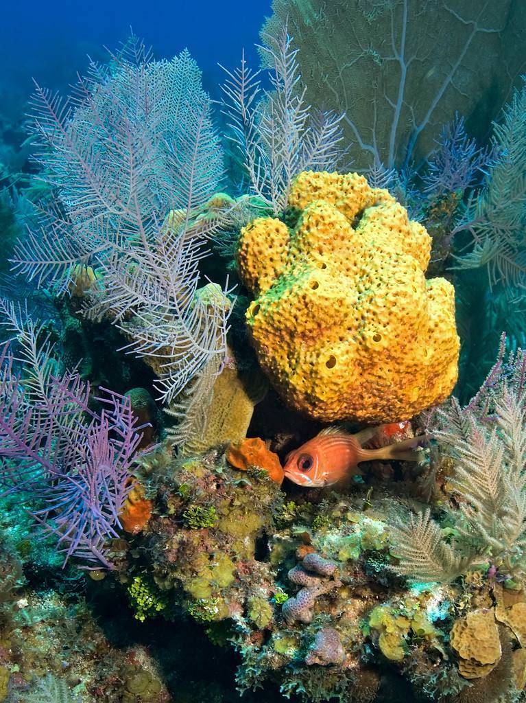 科学|40亿年前的一个细胞，是怎样演化成了如今的人类？