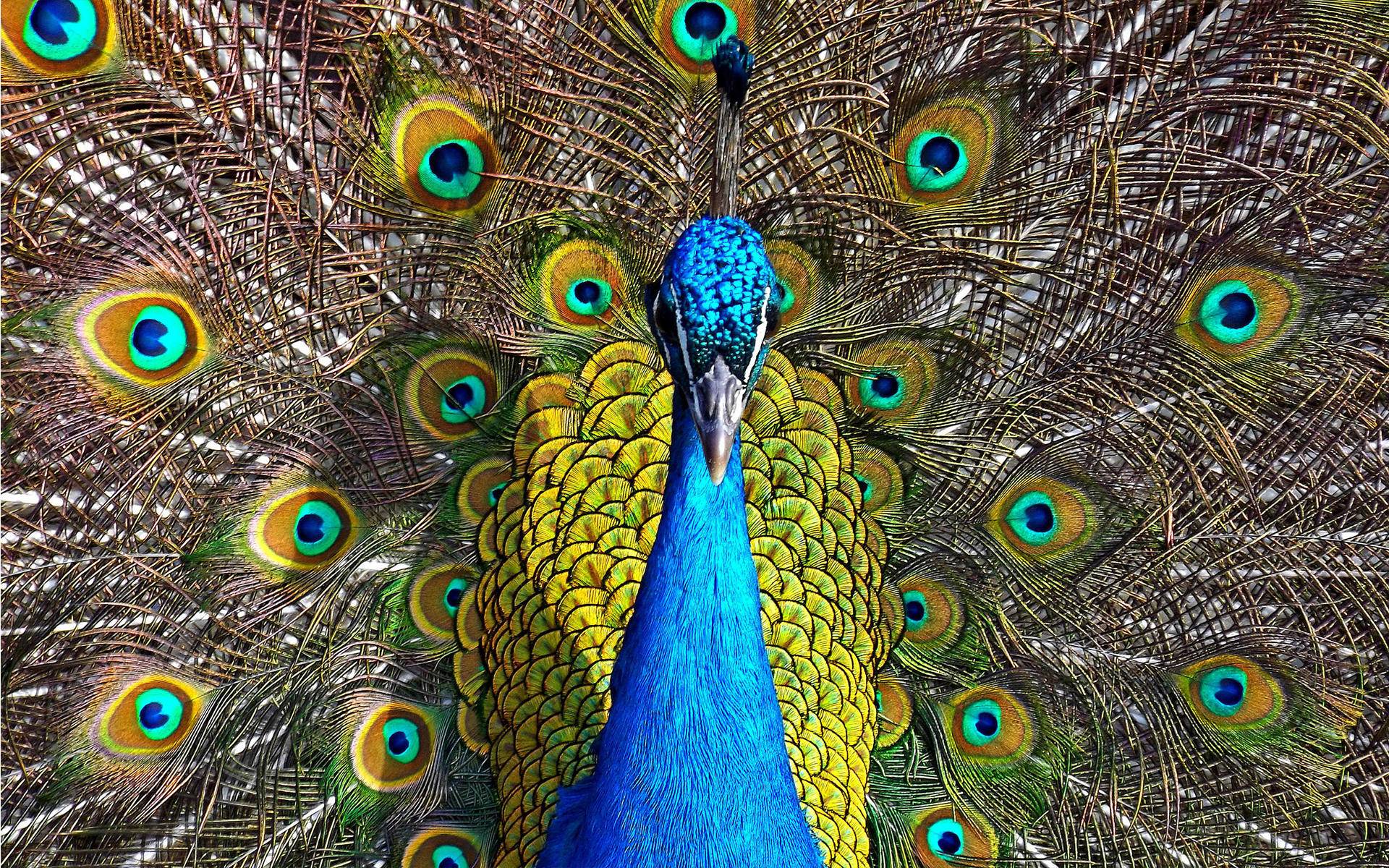 动物界|为什么动物界大部分雄性比雌性漂亮，而人类恰恰相反？