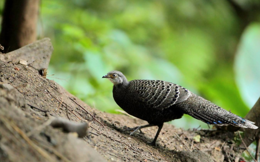 动物界|为什么动物界大部分雄性比雌性漂亮，而人类恰恰相反？