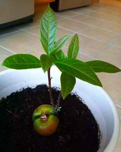 3种适合变成盆栽的水果埋几颗种子就发芽叶子绿油油结果多