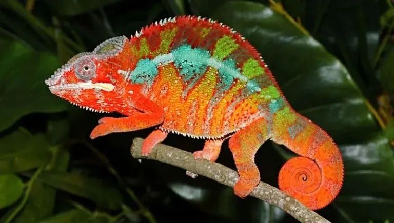 彩虹|彩虹色的巧克力是什么,吃起来更香吗?