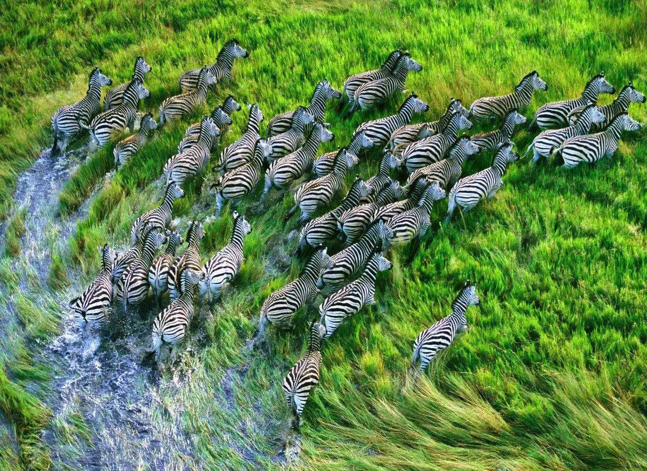 鬣狗|鬣狗在吃腐食的时候，为什么不驱赶旁边等待的秃鹫？