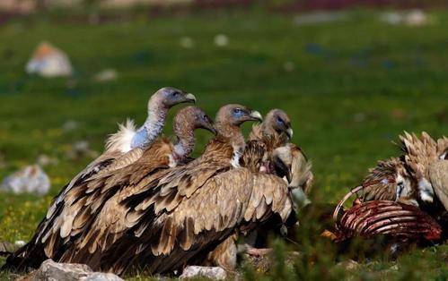 鬣狗|鬣狗在吃腐食的时候，为什么不驱赶旁边等待的秃鹫？