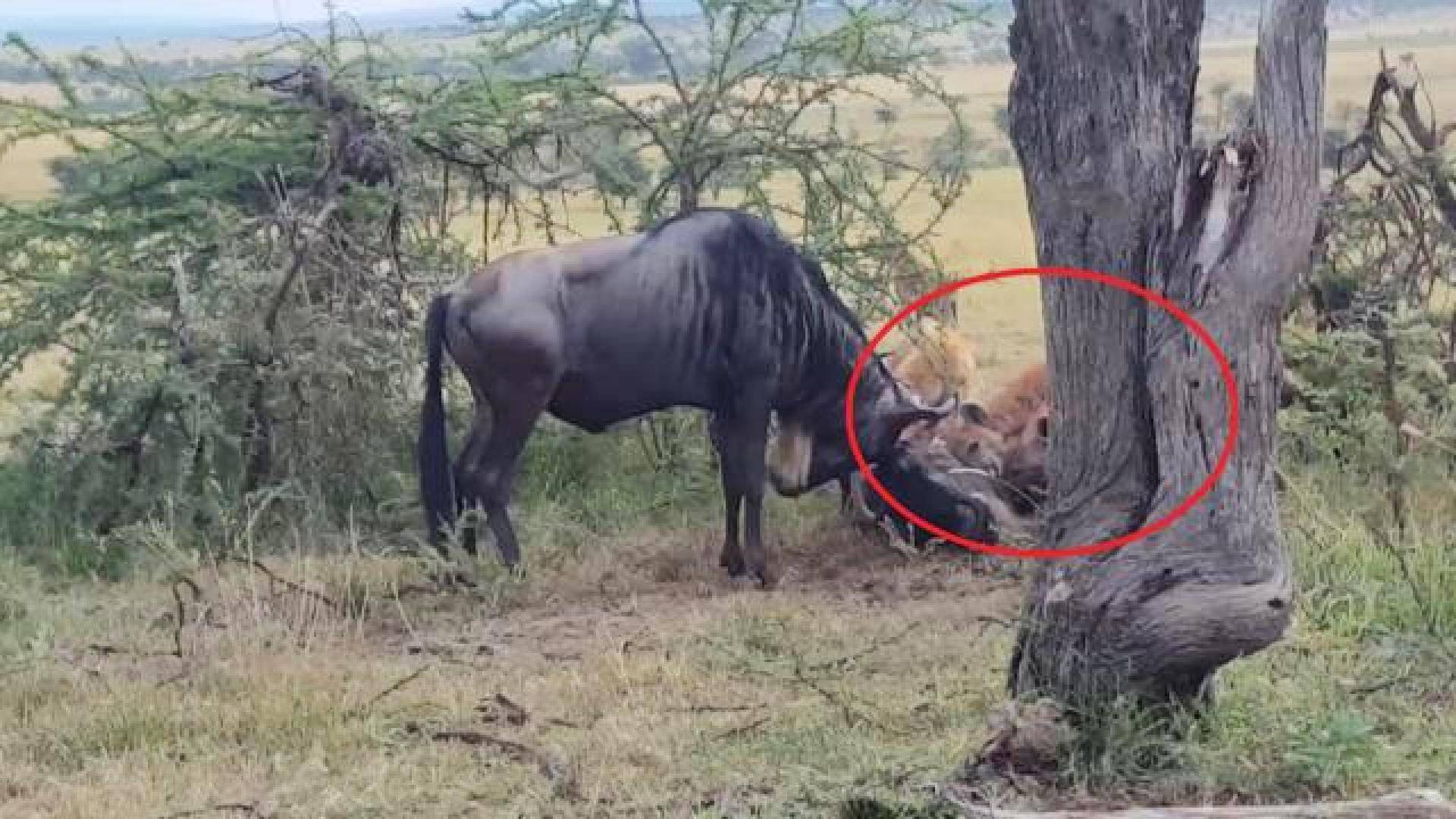 鬣狗|鬣狗在吃腐食的时候，为什么不驱赶旁边等待的秃鹫？