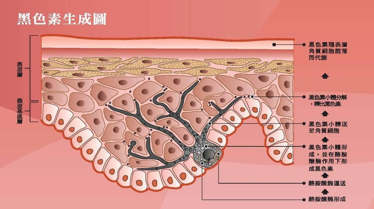 牛奶|每天喝牛奶的人与不喝牛奶的人有什么区别？