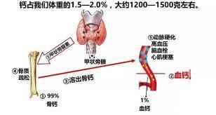 牛奶|每天喝牛奶的人与不喝牛奶的人有什么区别？