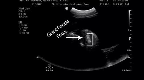 中国小康网|法媒：旅美大熊猫美香被证实人工授精怀孕几天内产仔 B超显示熊猫宝宝踢腿游泳