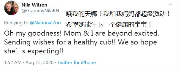 环球时报|旅美大熊猫又怀孕！美网友挤爆直播页面，播放量暴涨8倍