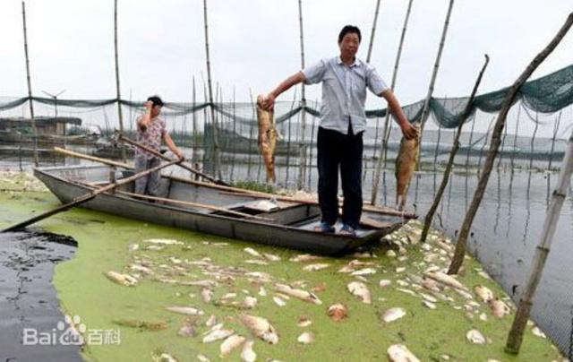 湖泊|为什么下完暴雨，湖面都会出现一堆死鱼？
