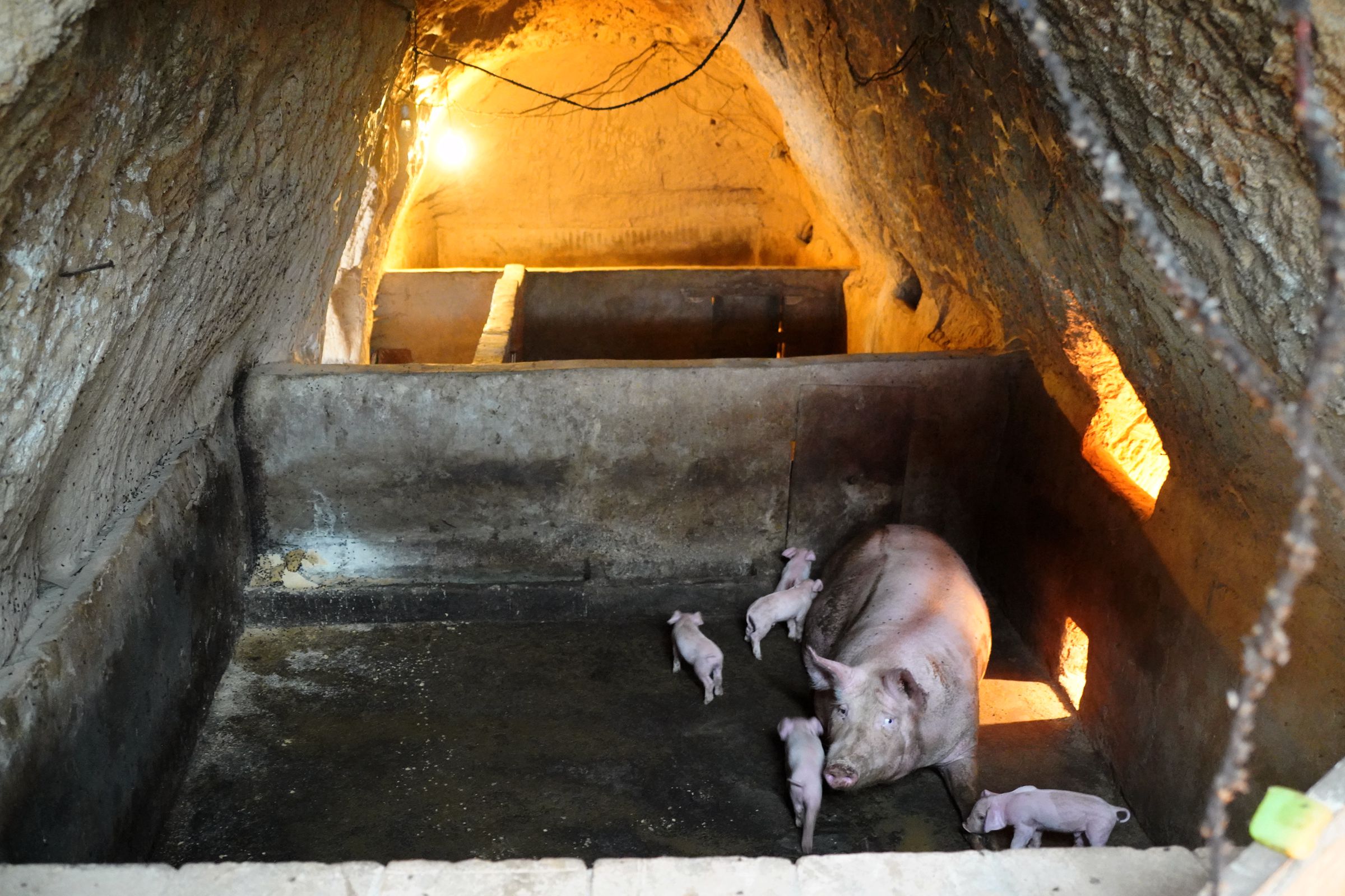 6旬农民大姐深山挖洞搞养殖年赚20万看看啥营生