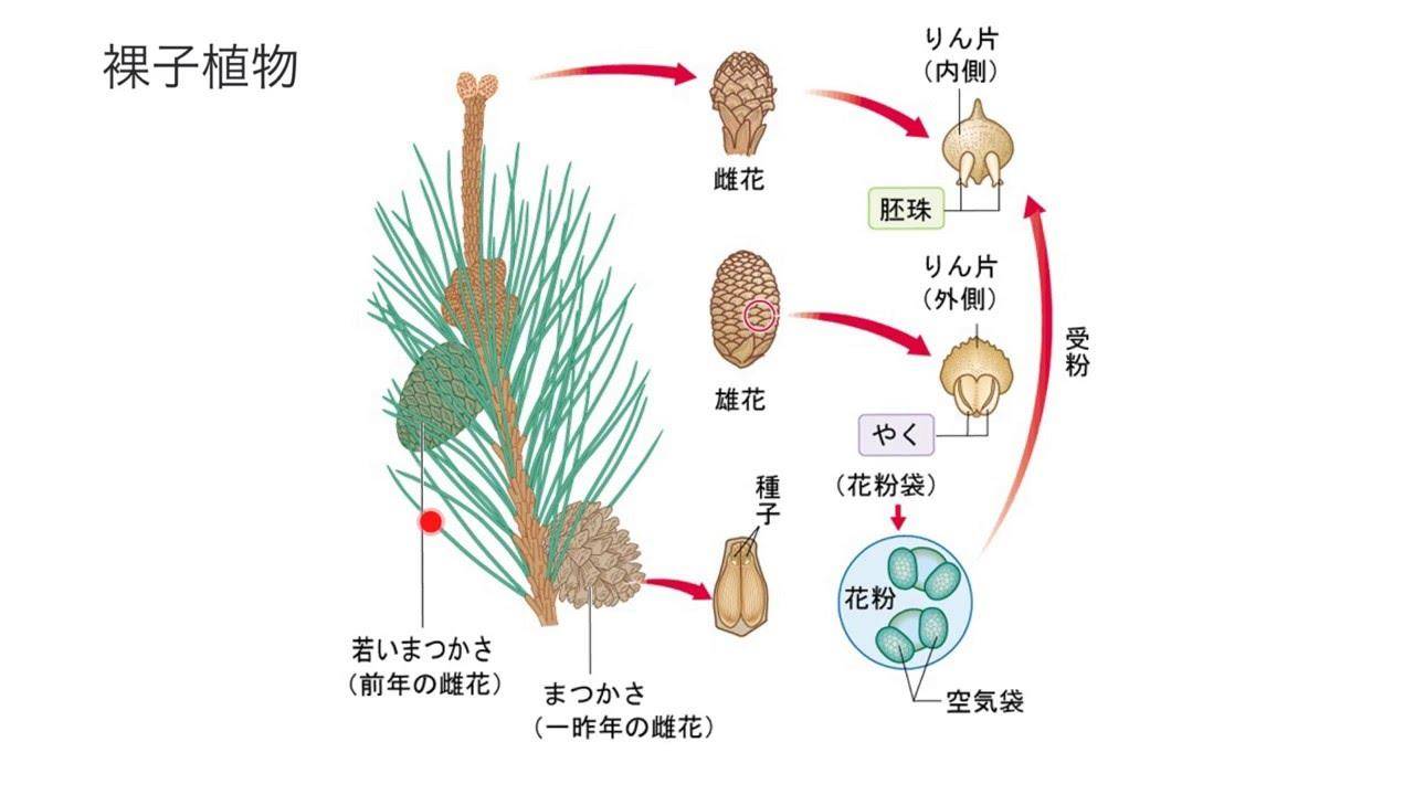 恐龙|同样都是恐龙称霸，侏罗纪和白垩纪环境有什么区别？