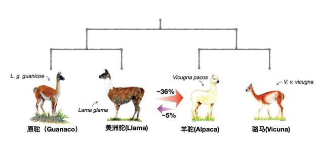 羊驼|“神兽”羊驼，究竟是羊还是驼？