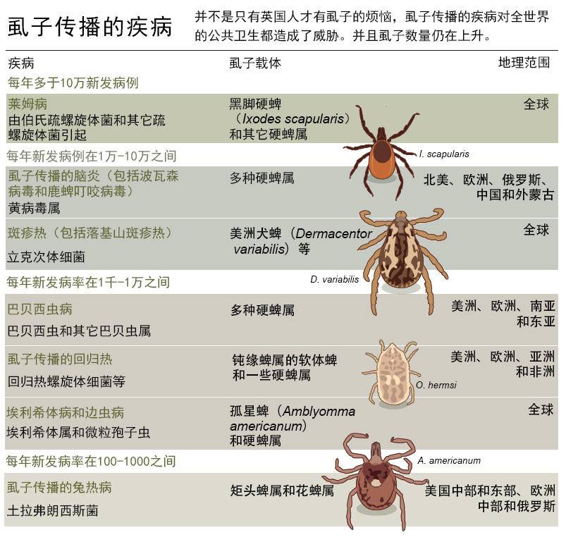 跳蚤|过去农村几乎人人都有虱子，现在怎么没有了？虱子是哪里来的？