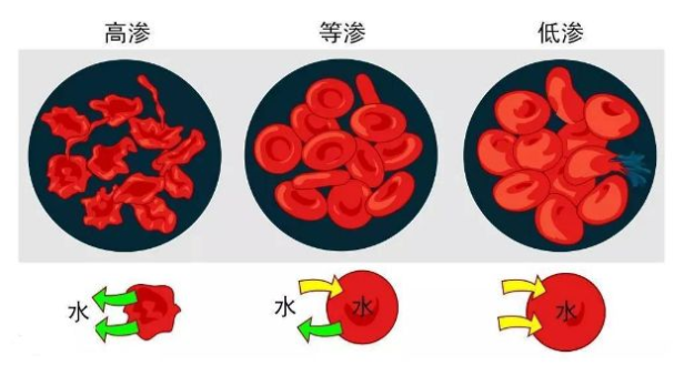 鲨鱼肉|为什么人类只吃鱼翅，不吃鲨鱼肉？