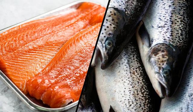 生活报|挪威生产商抗生素喂养69万条三文鱼逃逸，智利政府开巨额罚单