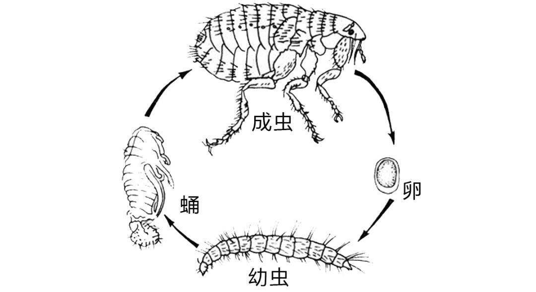 大米|同样是大米，为什么米店不生米虫，家里粮仓会凭空出现米虫？