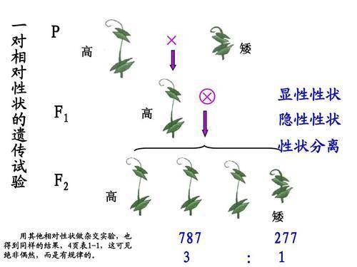 卵细胞|新研究：人类卵子会特别中意某些精子，甚至为其“开后门”