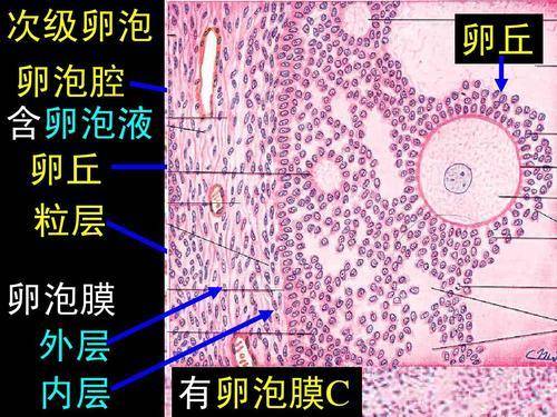 卵细胞|新研究：人类卵子会特别中意某些精子，甚至为其“开后门”