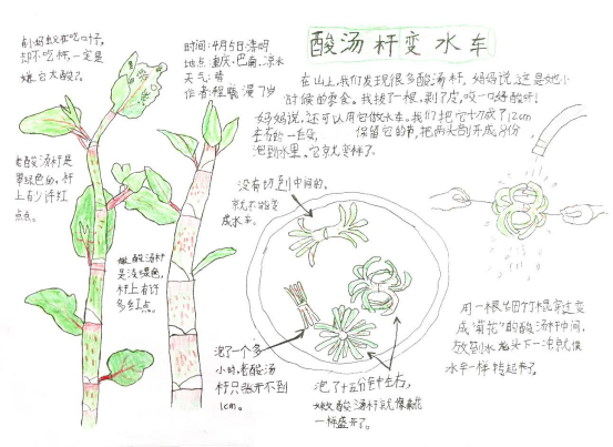 自然笔记|2019优秀生态环境宣传产品 ?|美丽中国我是行动者2019年全国青少年自然笔记大赛优秀作品集(1)